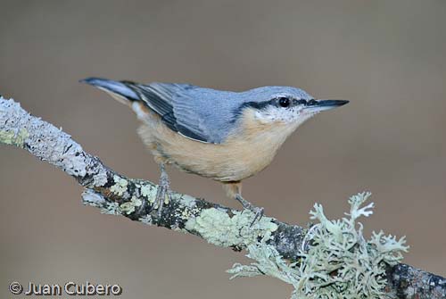 Trepador azul (Sitta europea)